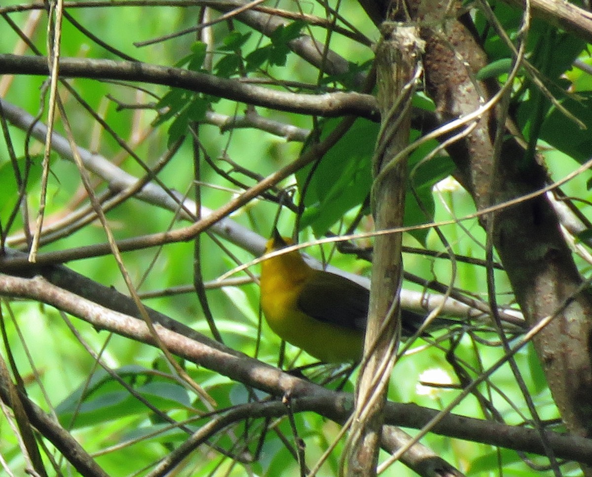Prothonotary Warbler - ML618092715