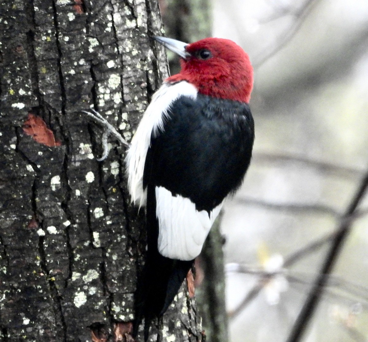 Red-headed Woodpecker - John Grossa