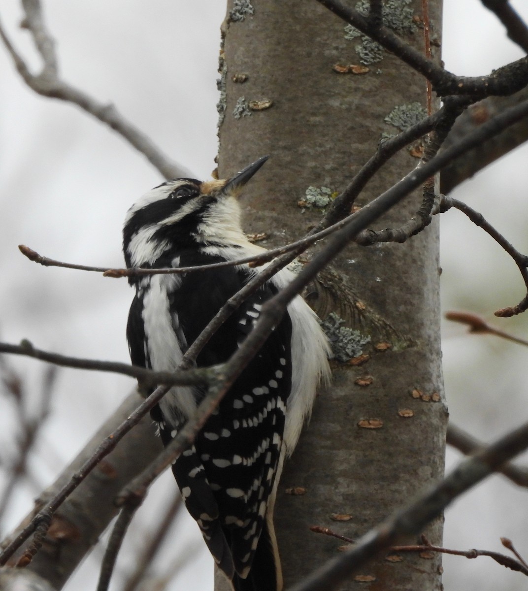 Hairy Woodpecker - Pegg & Mark Campbell