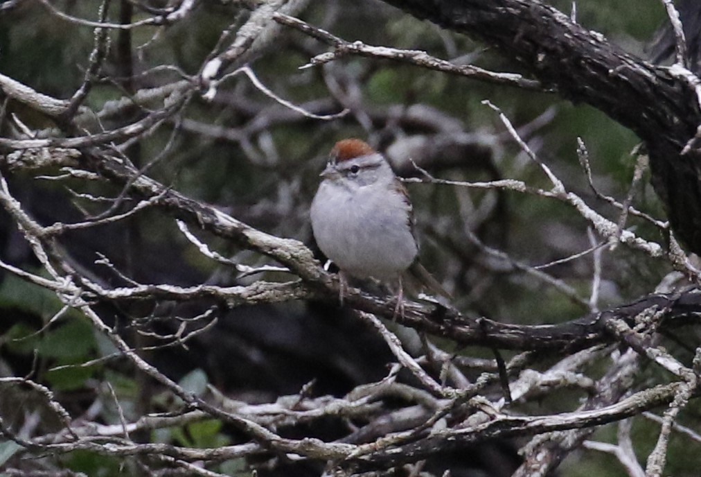 Chipping Sparrow - ML618092729