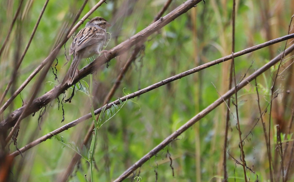 Clay-colored Sparrow - ML618092762