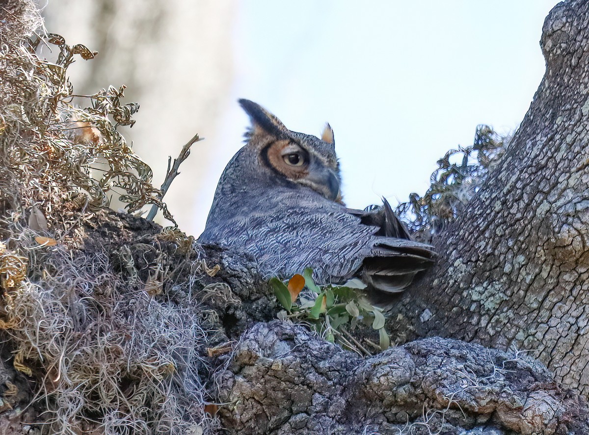 Great Horned Owl - ML618092780