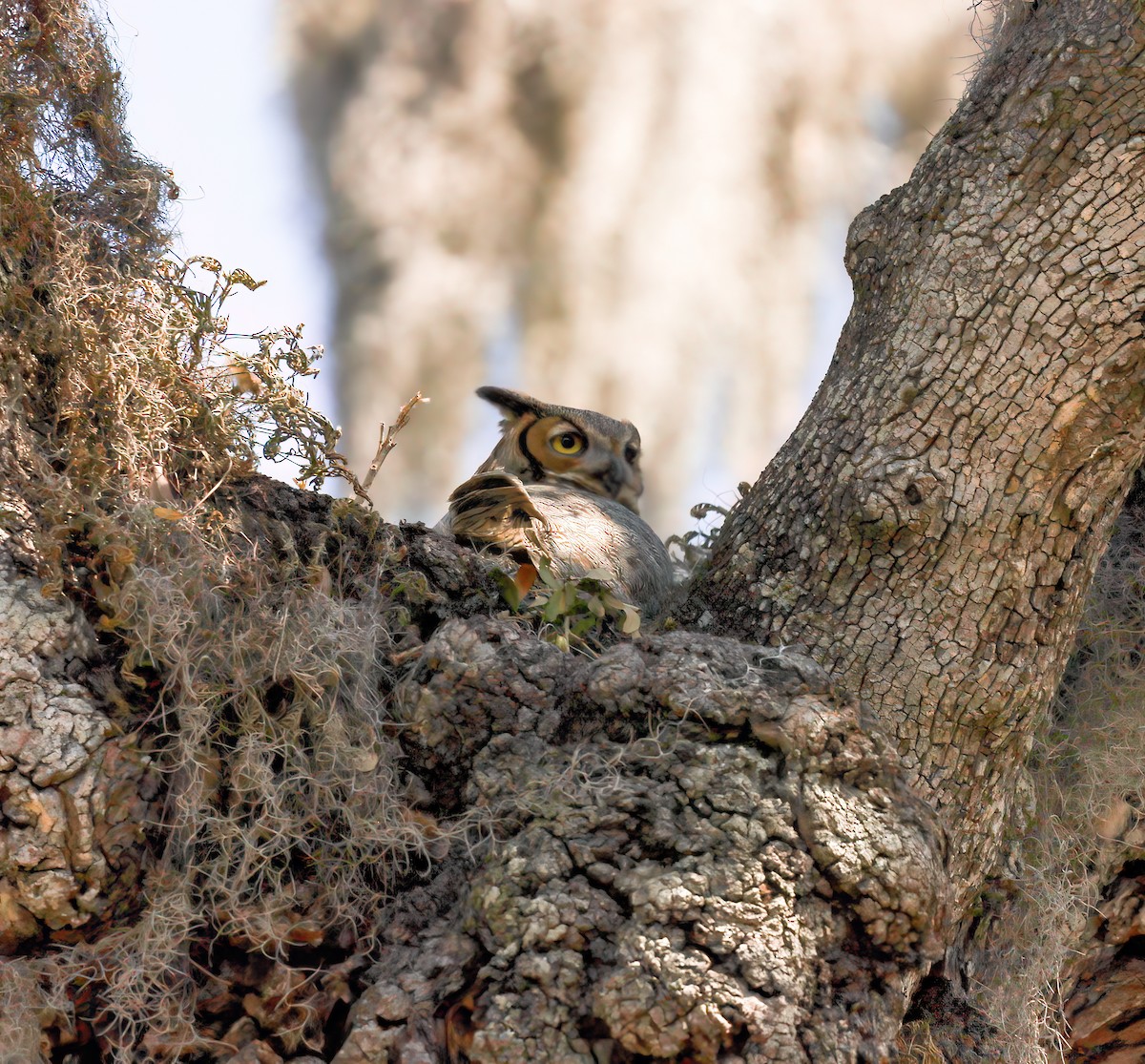 Great Horned Owl - Lori Hein
