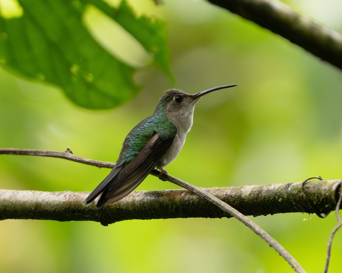 Wedge-tailed Sabrewing (Long-tailed) - ML618092812