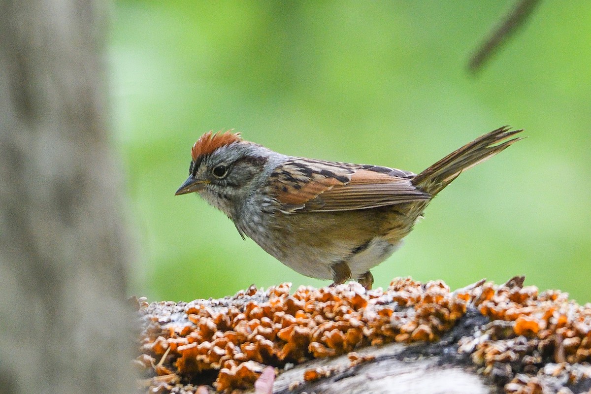Swamp Sparrow - ML618092815