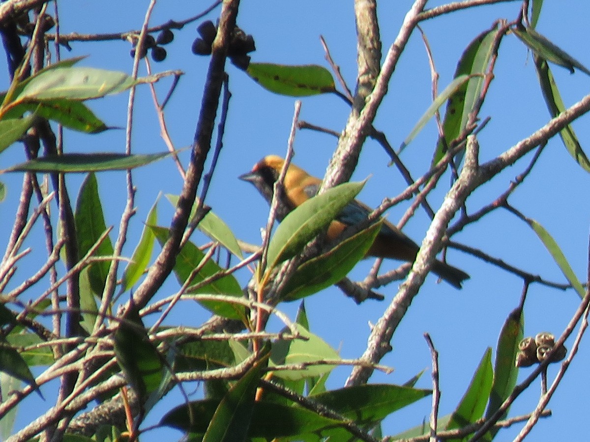 Burnished-buff Tanager - ML618092816