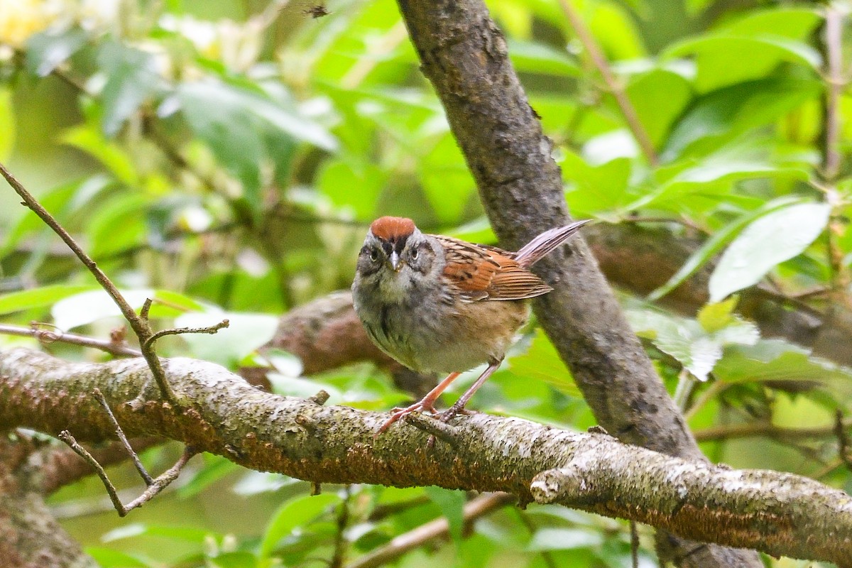 Swamp Sparrow - ML618092817