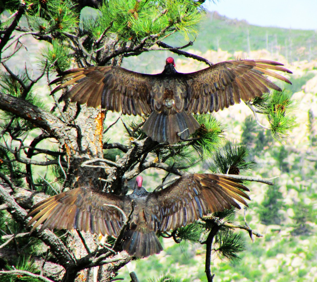 Turkey Vulture - ML618092877