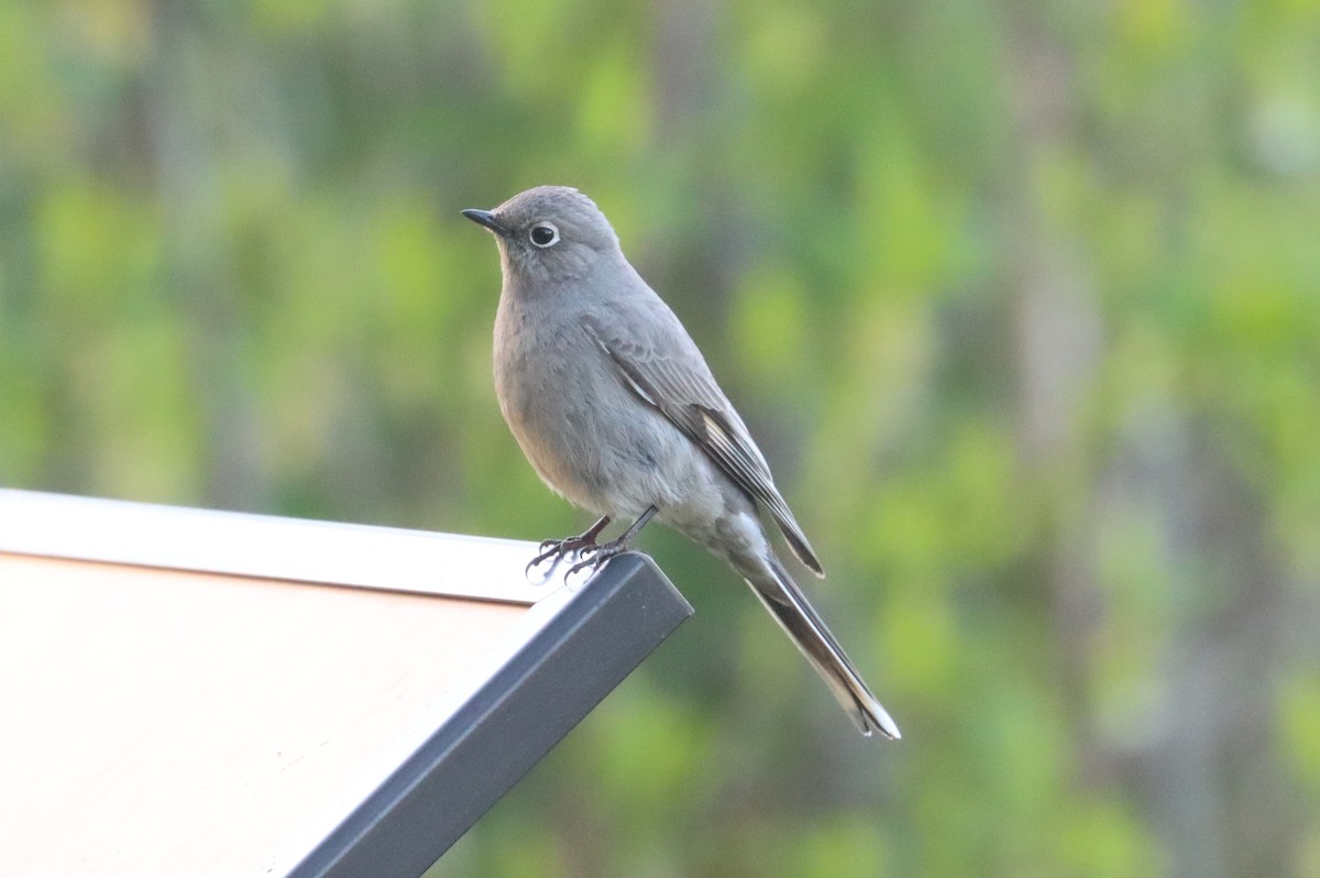 Townsend's Solitaire - ML618092895