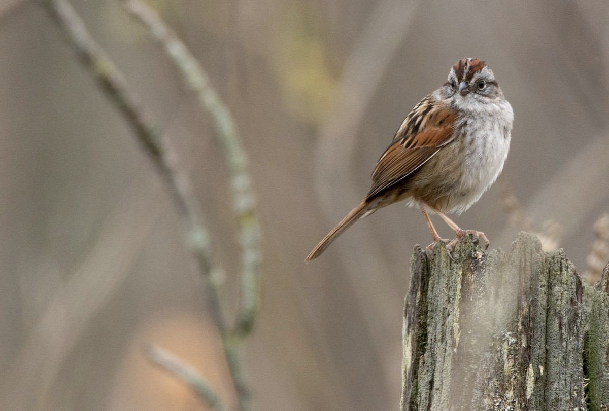 Swamp Sparrow - ML618092929
