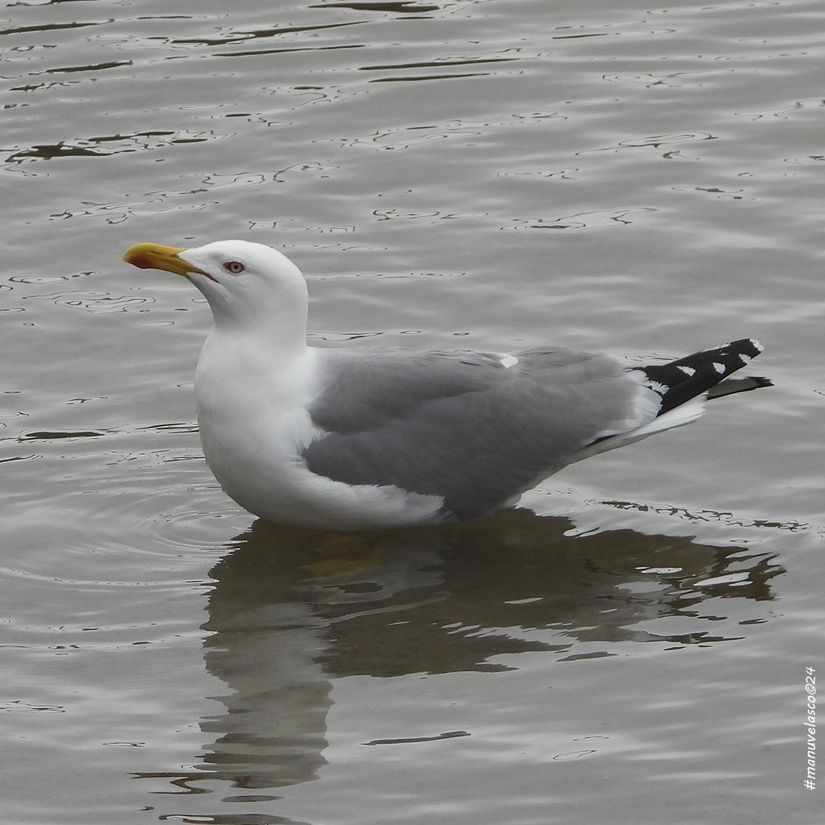 Yellow-legged Gull - Manuel Velasco