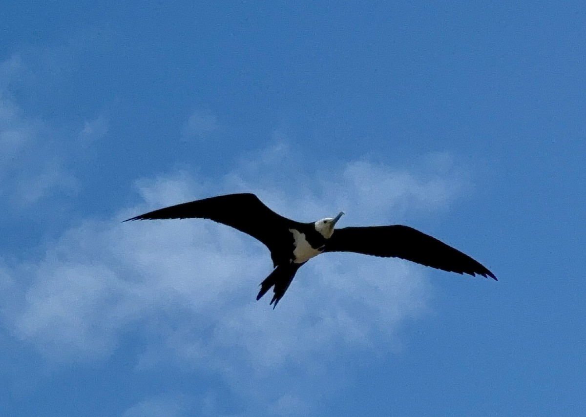 Ascension Frigatebird - ML618092987