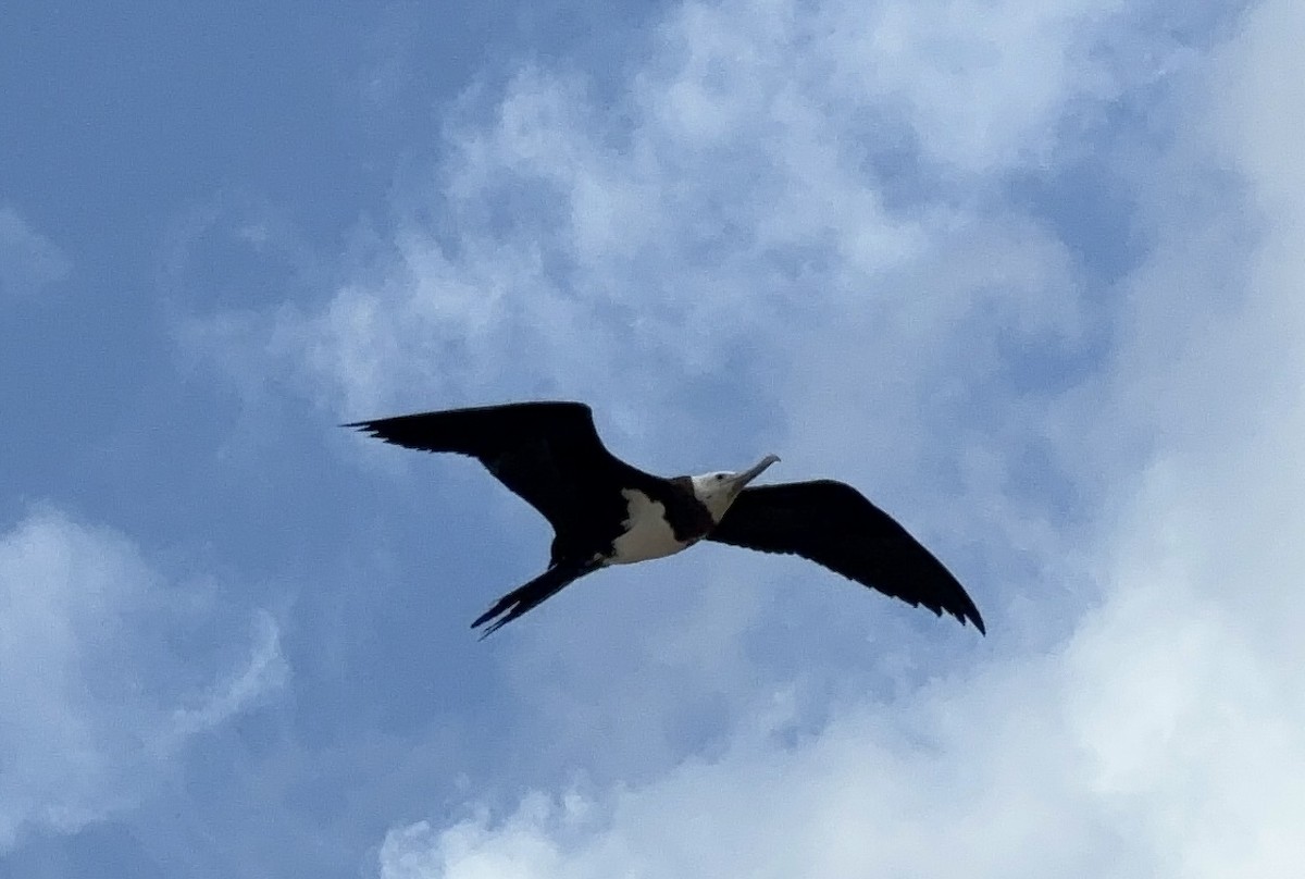Ascension Frigatebird - ML618092988