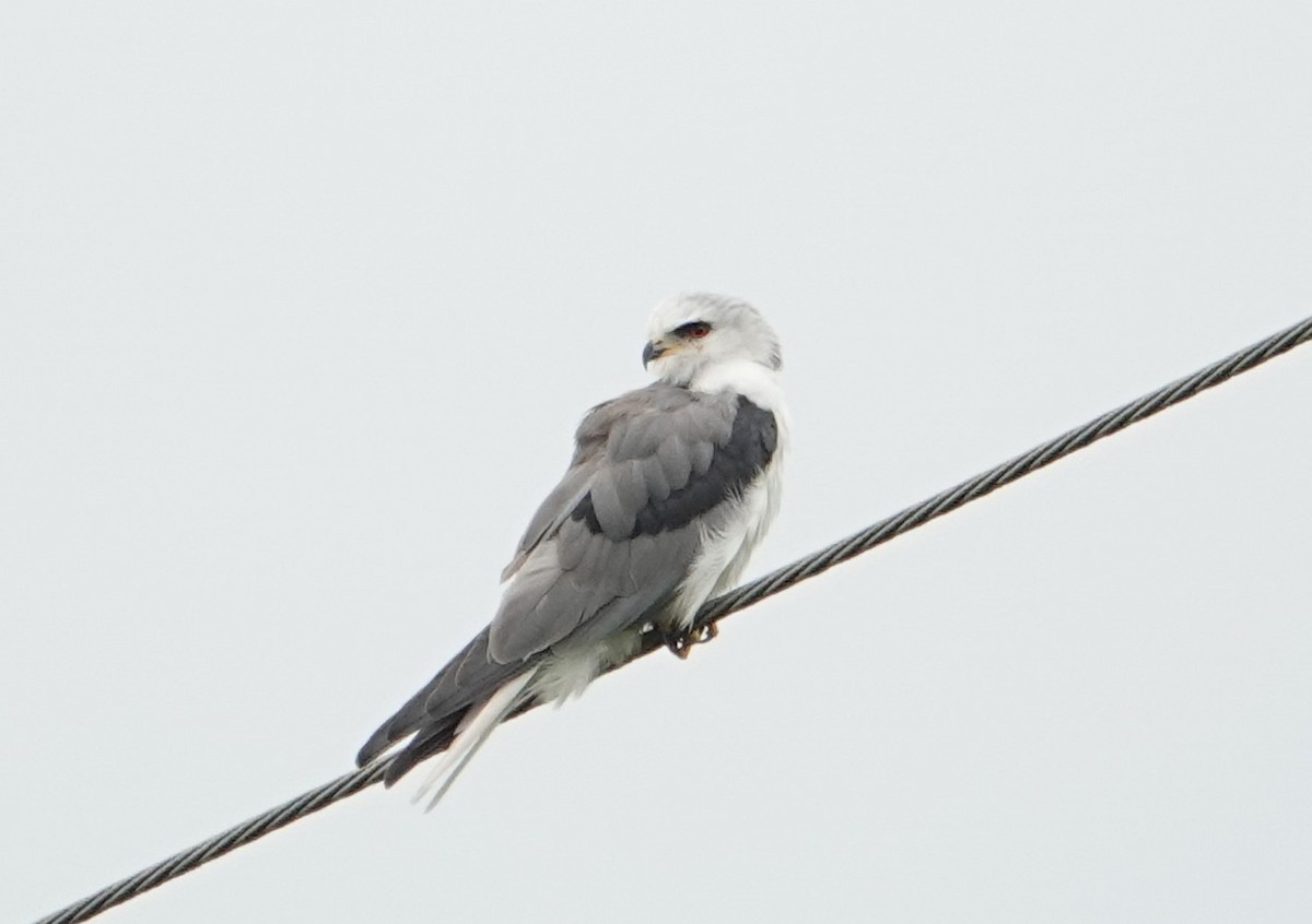 White-tailed Kite - ML618092997