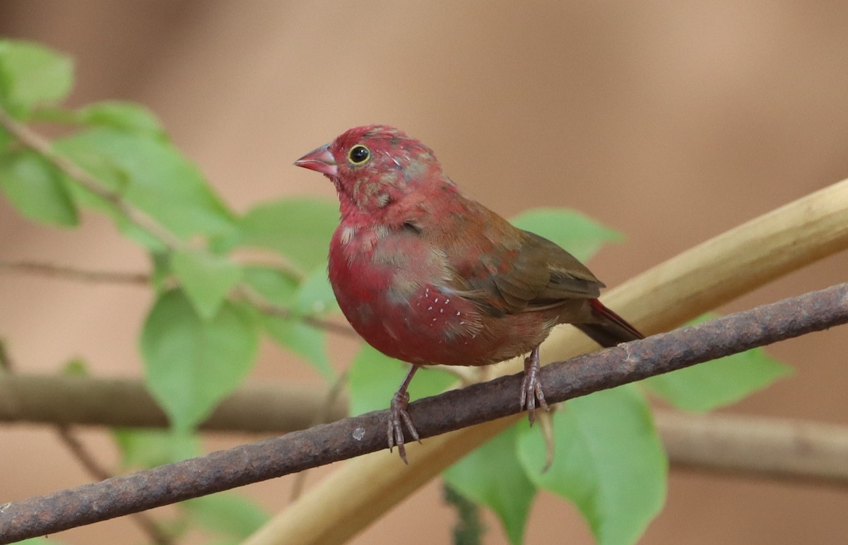 Red-billed Firefinch - Marc Languy