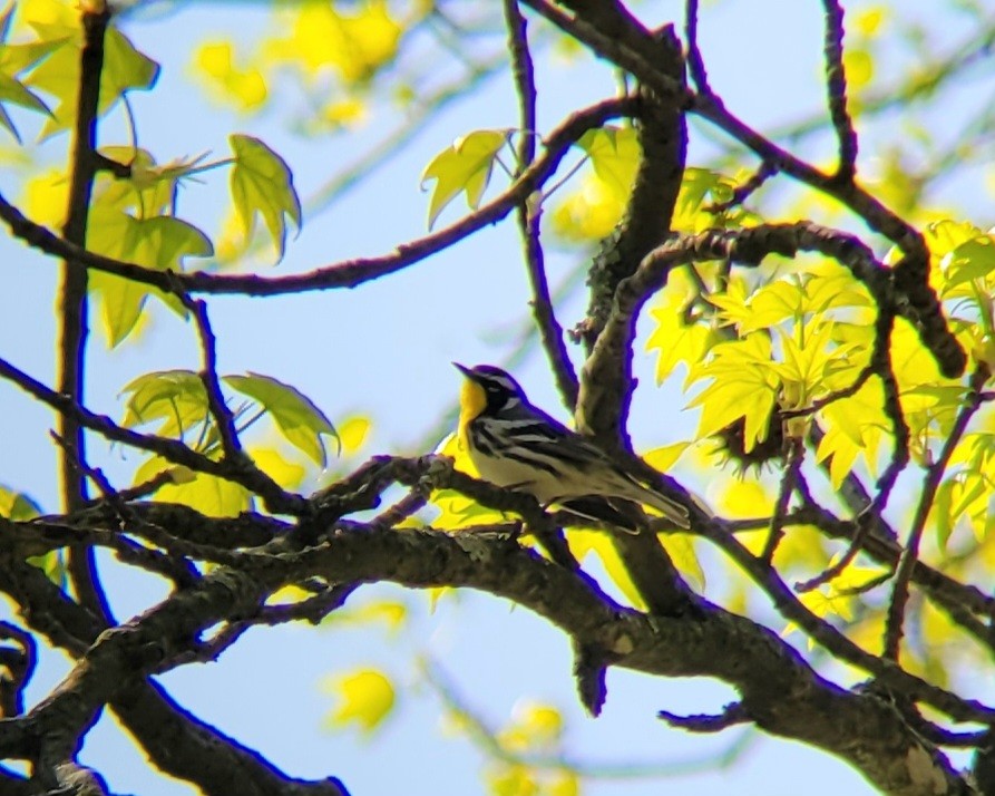 Yellow-throated Warbler - ML618093029