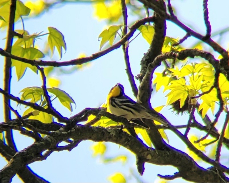 Yellow-throated Warbler - ML618093031
