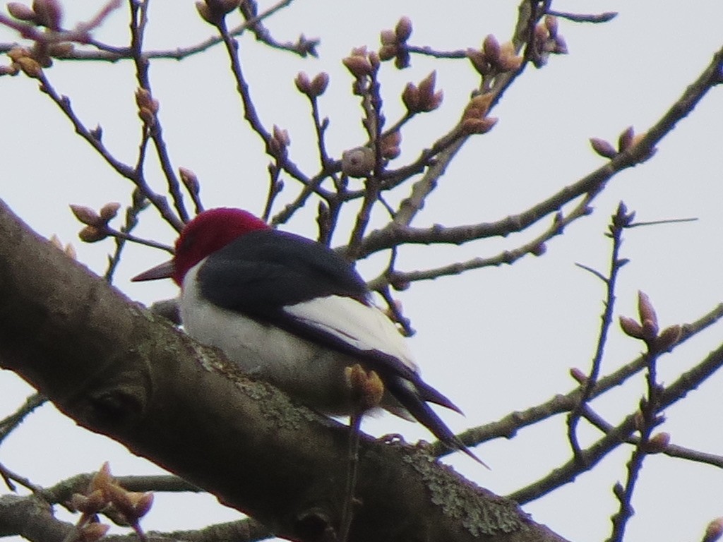 Red-headed Woodpecker - ML618093039
