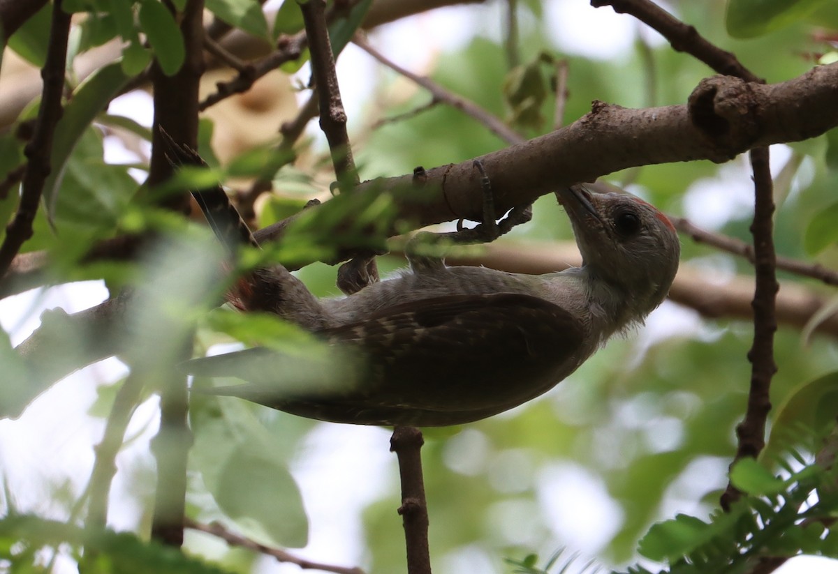African Gray Woodpecker - ML618093096