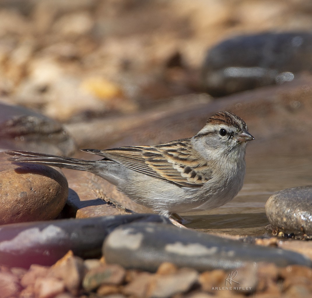 Chipping Sparrow - ML618093111