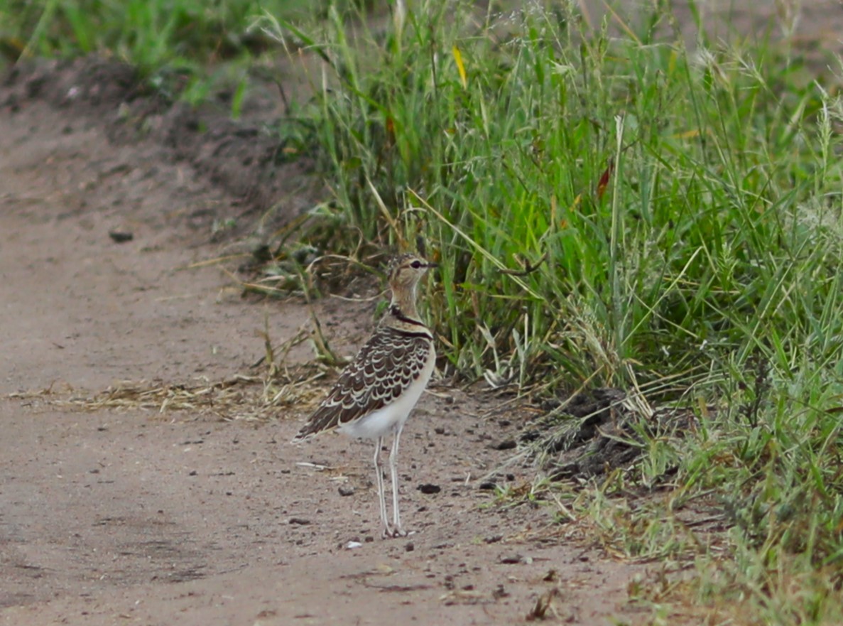 Double-banded Courser - ML618093112