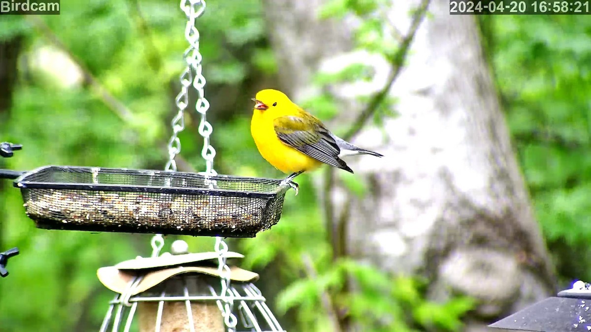 Prothonotary Warbler - ML618093146
