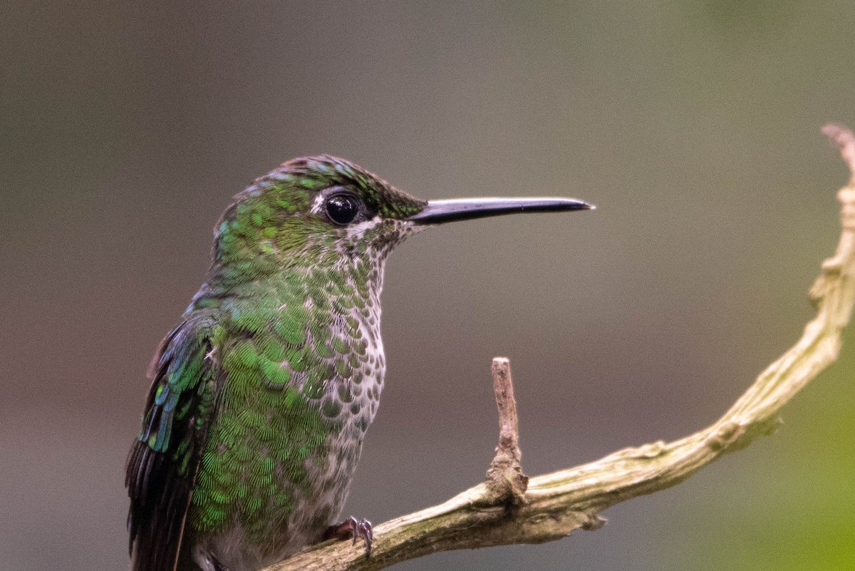 Green-crowned Brilliant - Andrea Heine