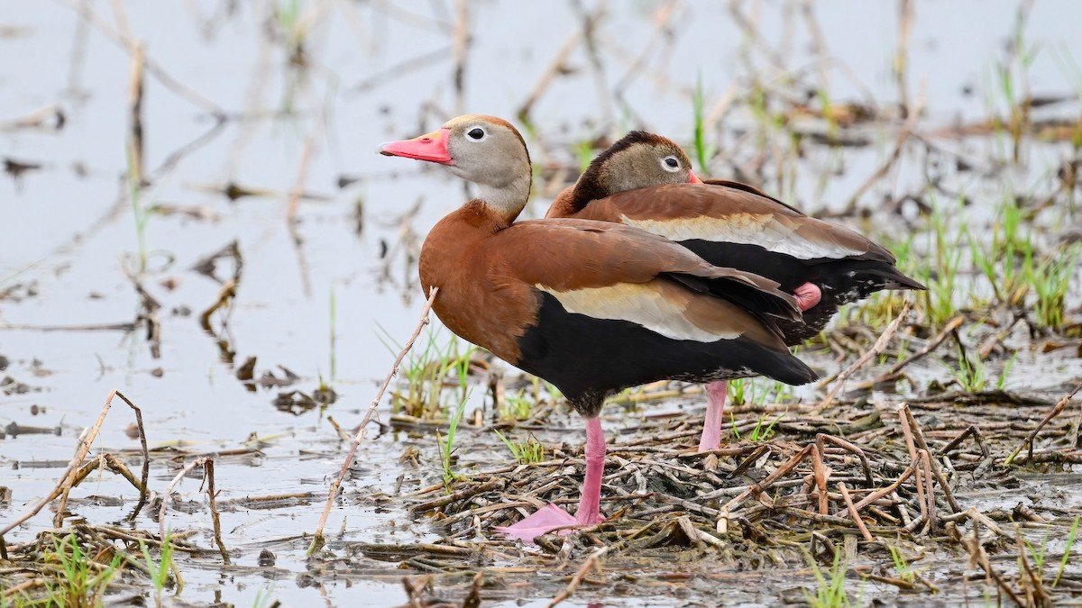 Black-bellied Whistling-Duck - Alfred Bowles