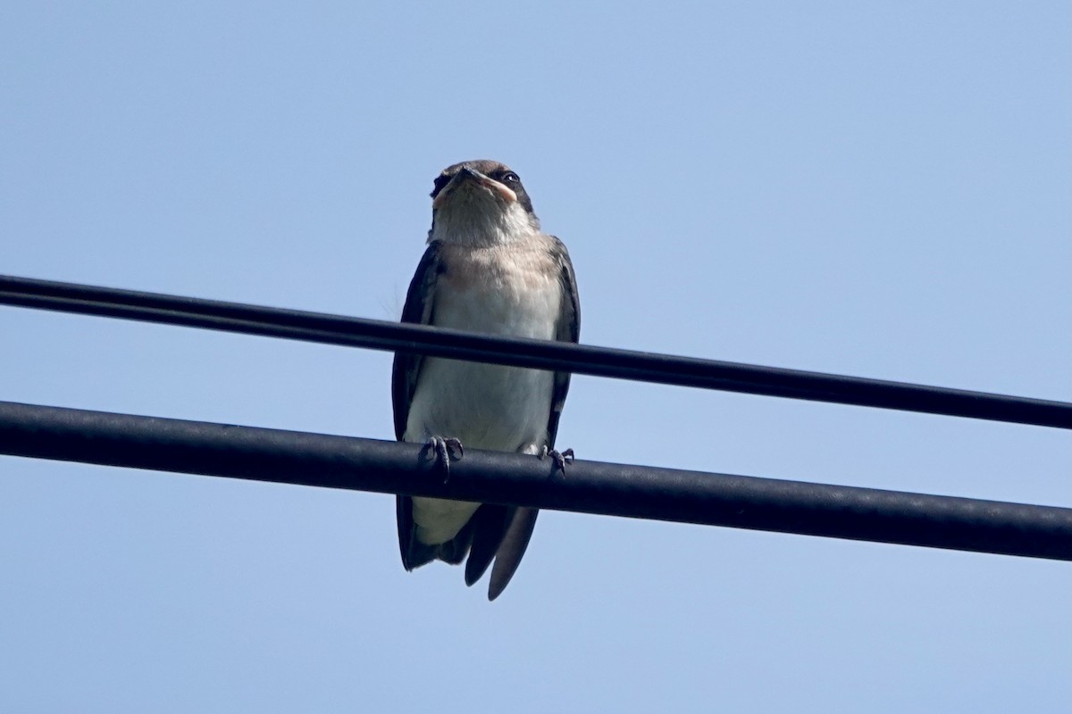 Wire-tailed Swallow - Daniel Blok 🦤