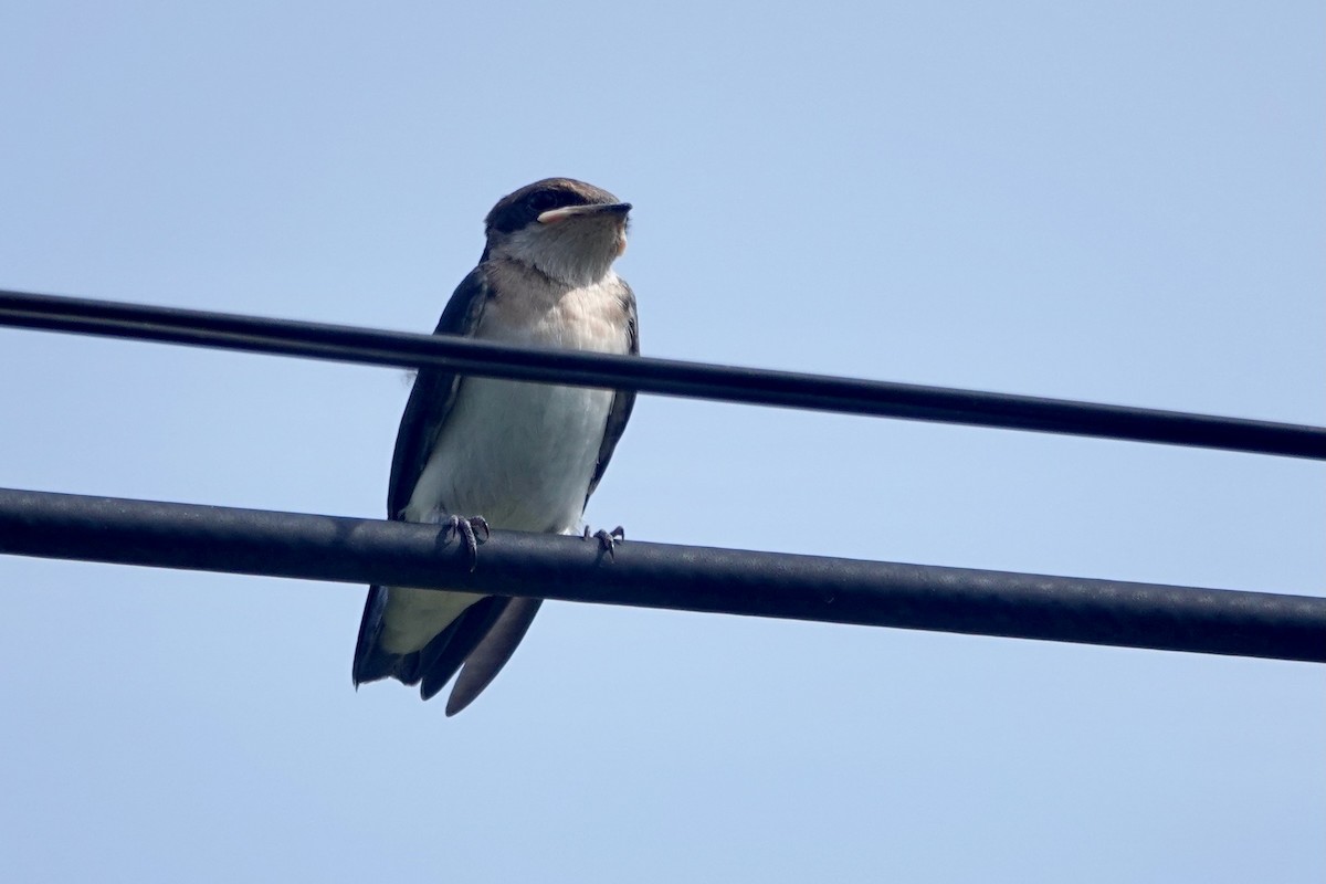 Wire-tailed Swallow - ML618093169