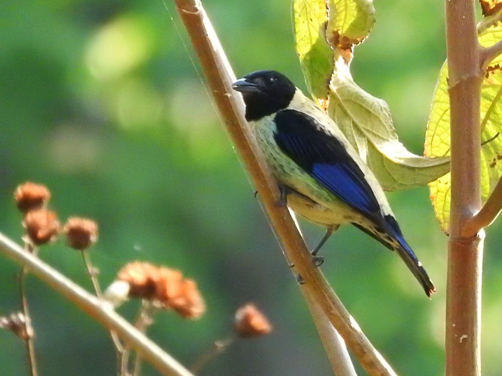 Black-headed Tanager - ML618093175