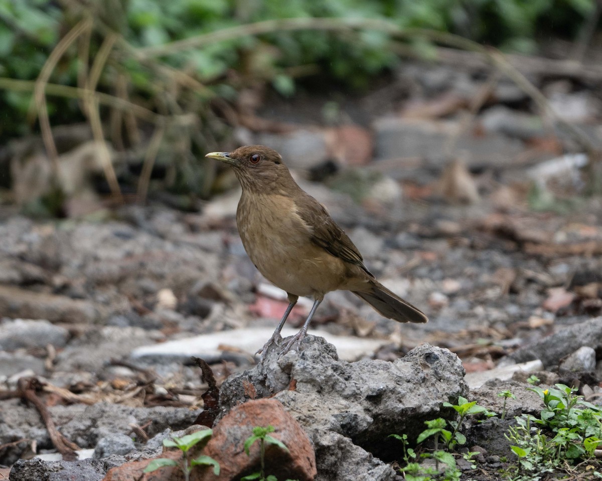 Clay-colored Thrush - Anthony Kaduck