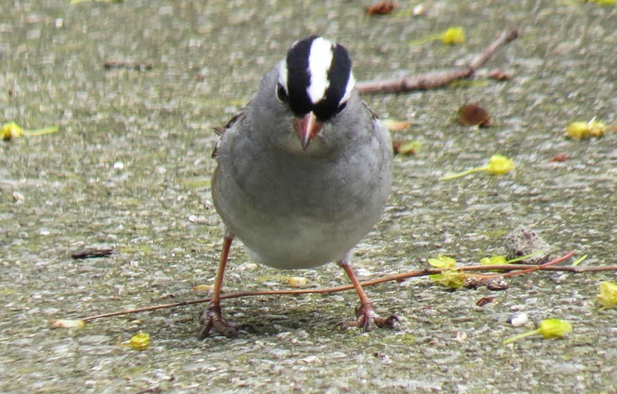 White-crowned Sparrow - ML618093199