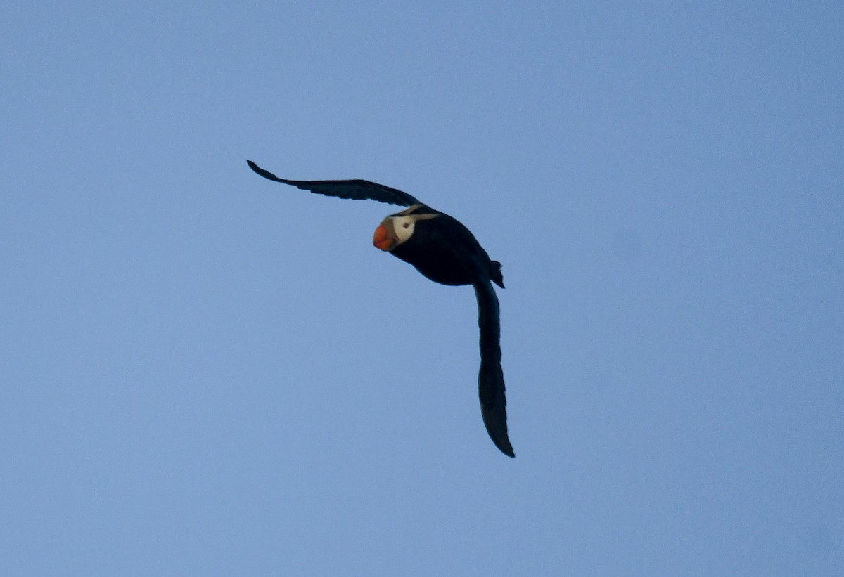 Tufted Puffin - ML618093209