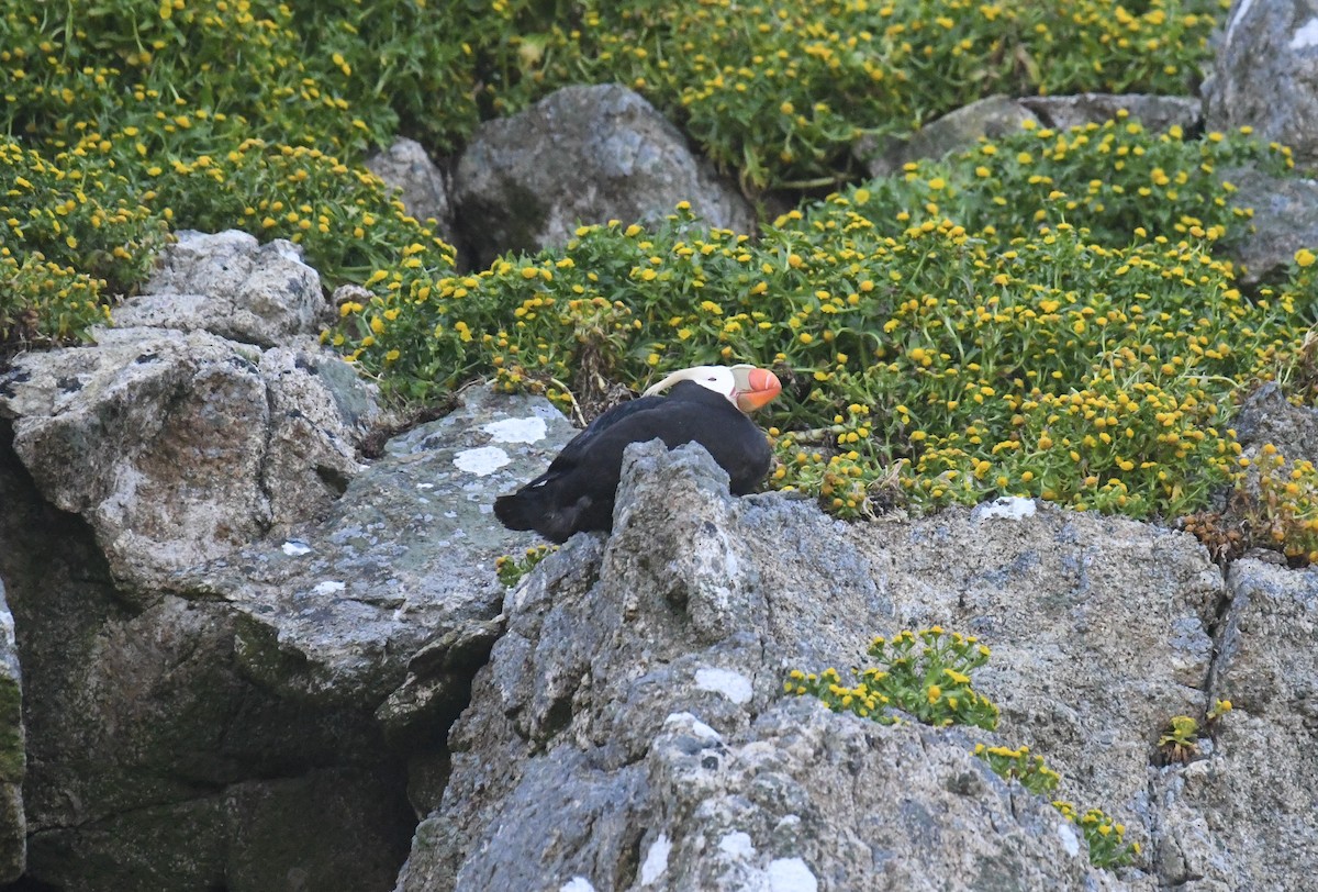 Tufted Puffin - ML618093211
