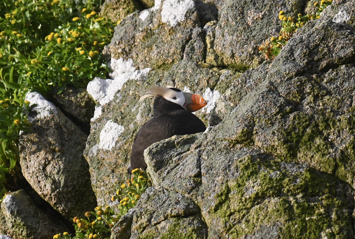 Tufted Puffin - Michael Pierson