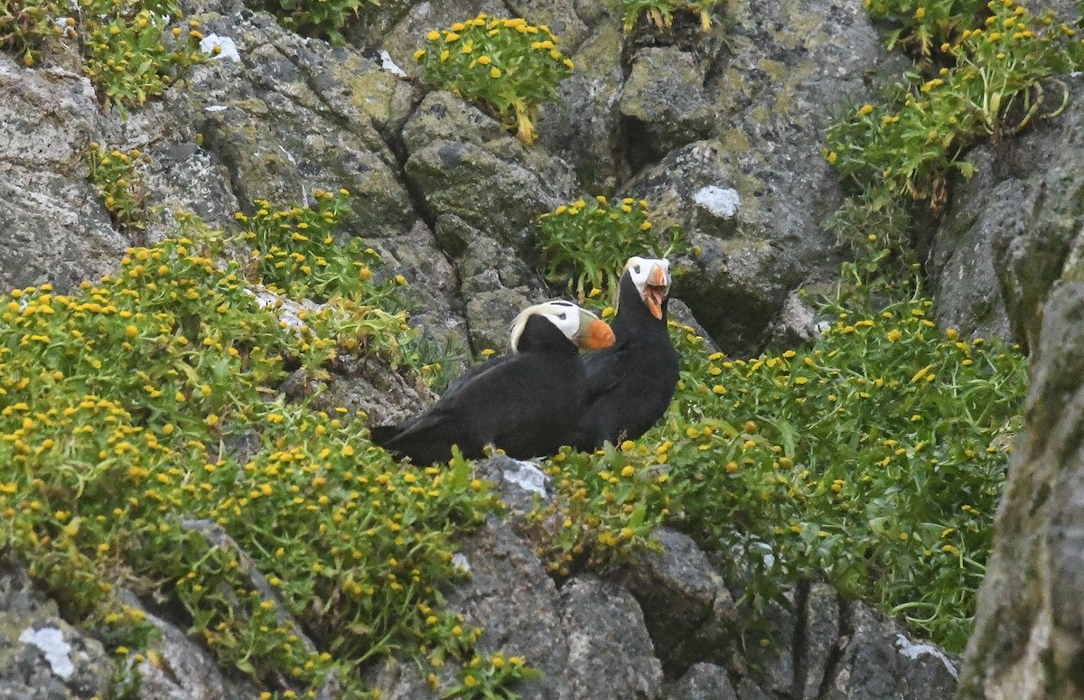 Tufted Puffin - Michael Pierson