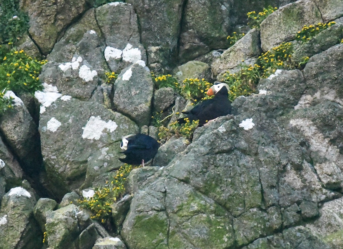 Tufted Puffin - ML618093216