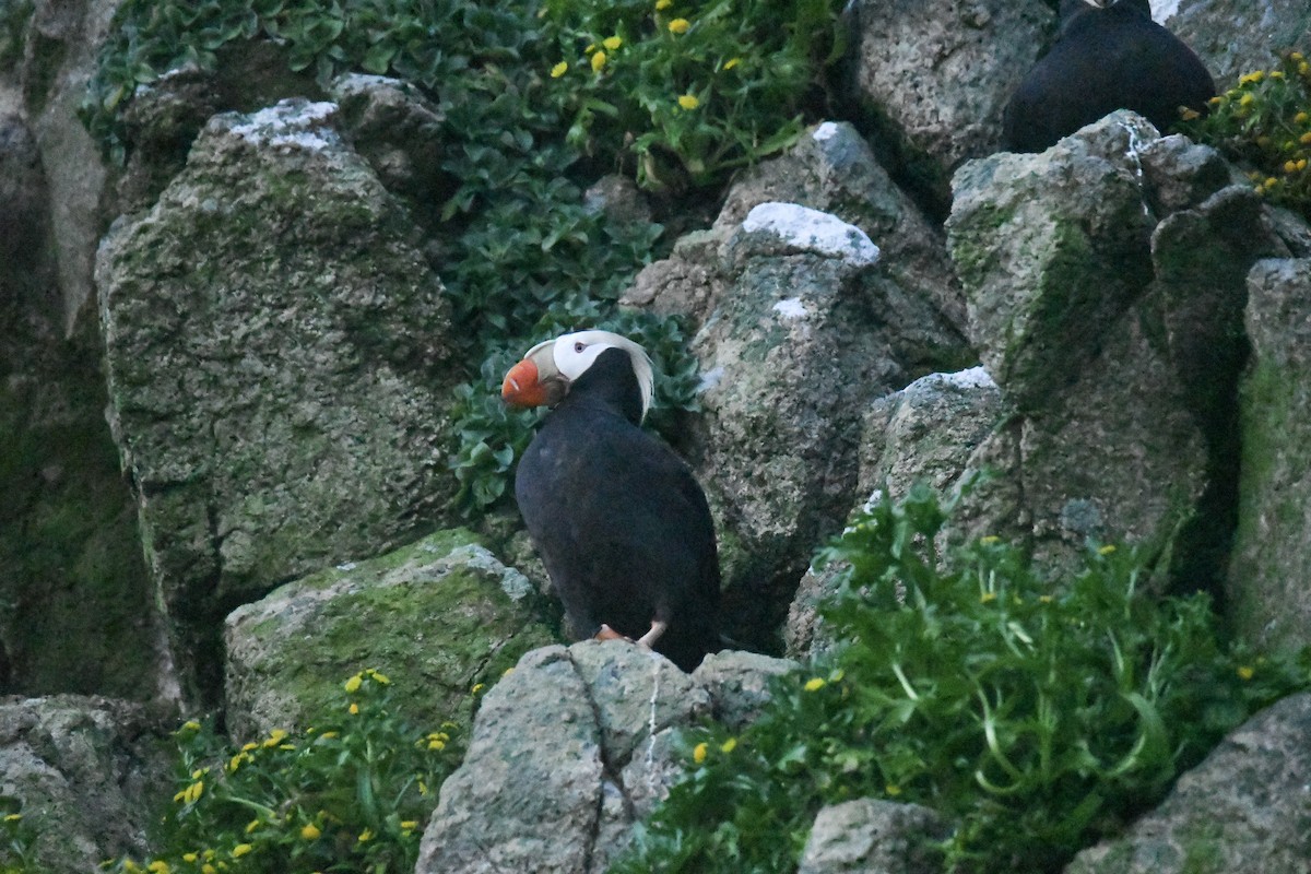 Tufted Puffin - ML618093217