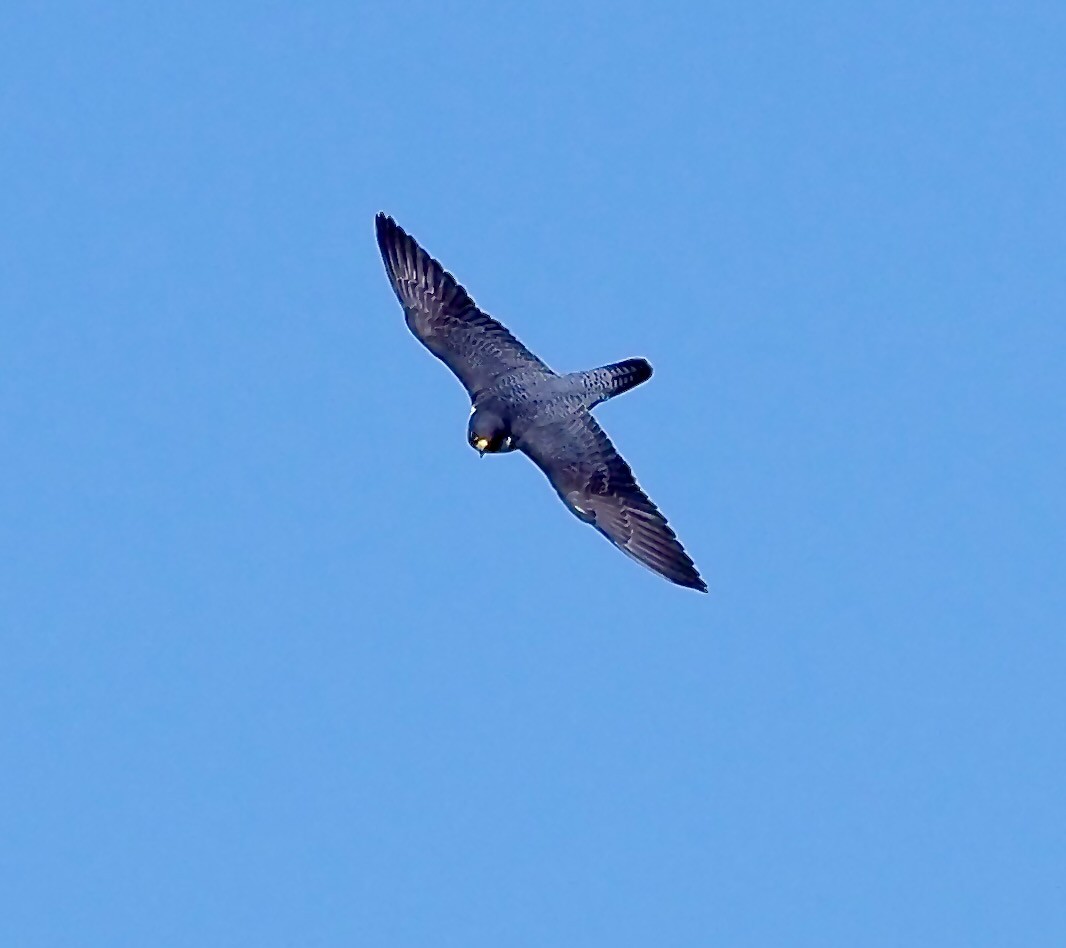 Peregrine Falcon (Eurasian) - ML618093232