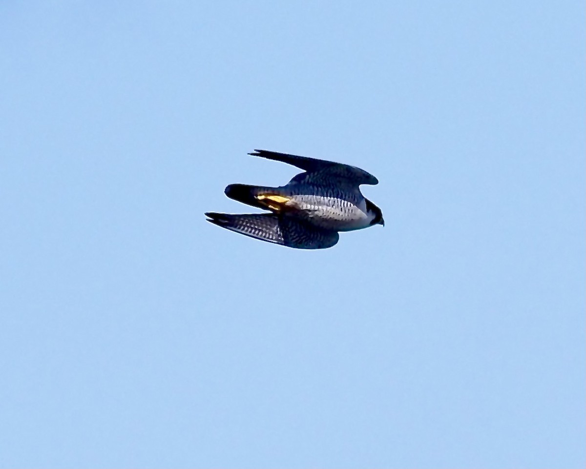 Peregrine Falcon (Eurasian) - ML618093250