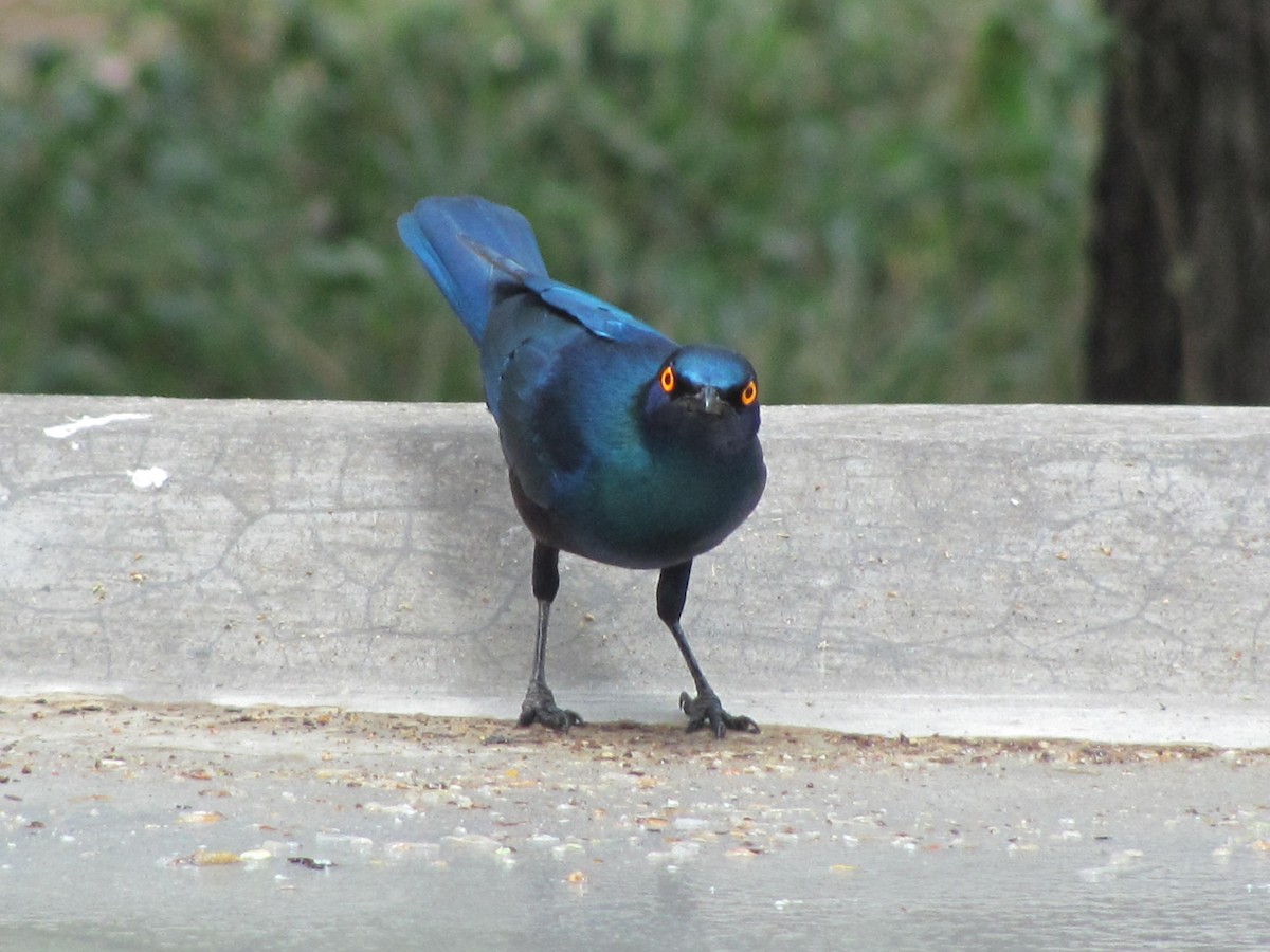 Greater Blue-eared Starling - ML618093262