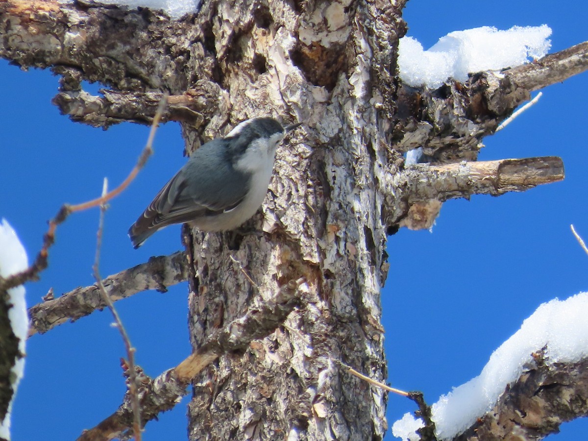 White-breasted Nuthatch (Interior West) - Edward Raynor