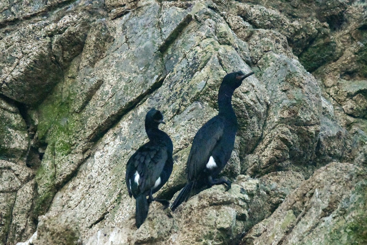 Pelagic Cormorant - ML618093396