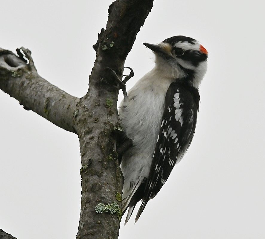 Downy Woodpecker - ML618093397