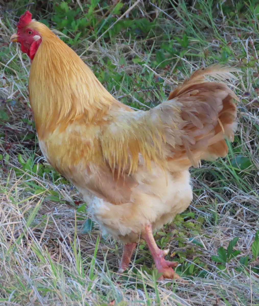 תרנגול בר (מבוית) - ML618093401