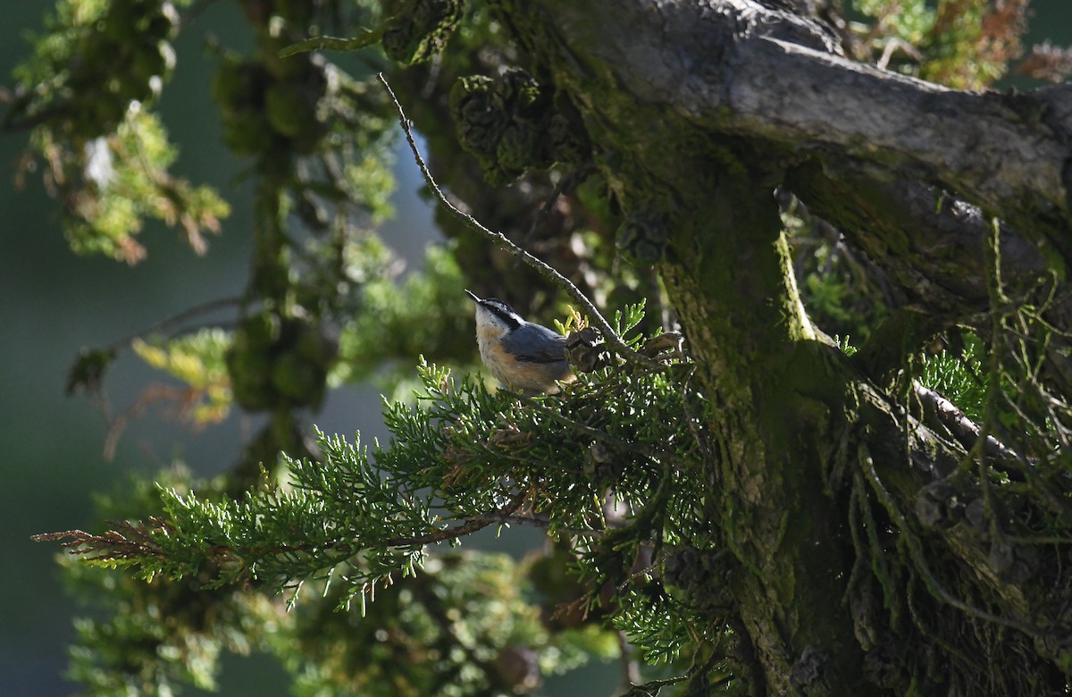 Red-breasted Nuthatch - ML618093412