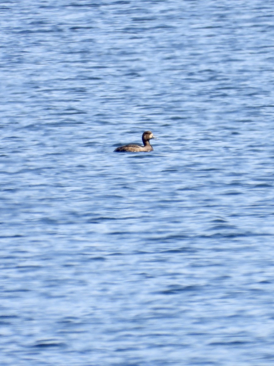 Greater Scaup - ML618093423