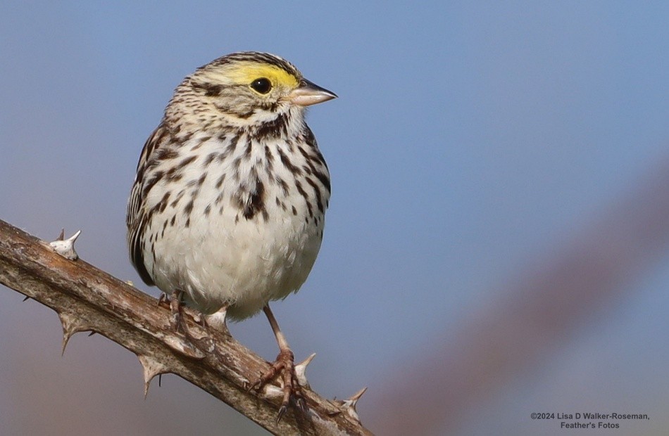 Savannah Sparrow - ML618093476