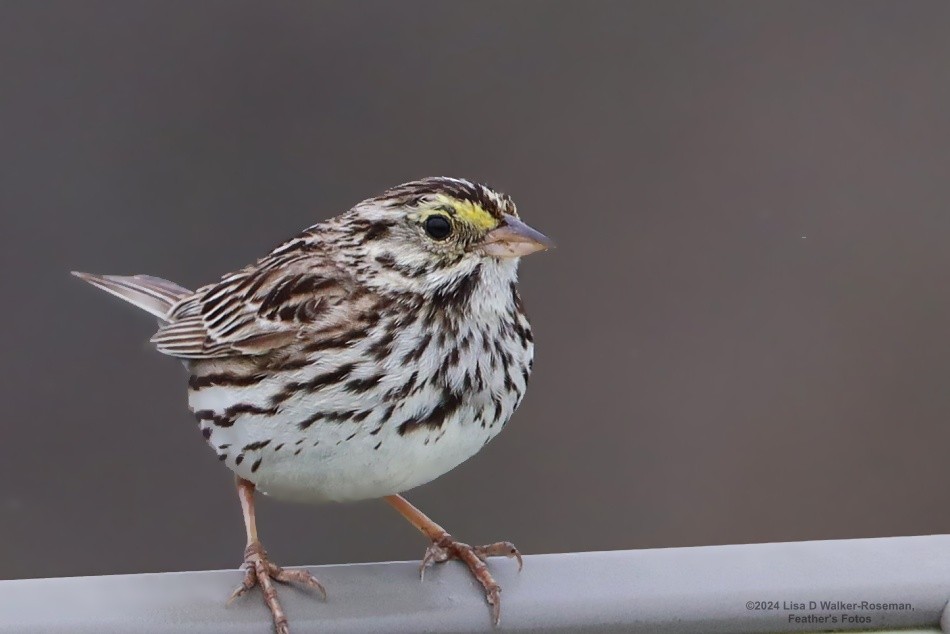 Savannah Sparrow - ML618093478